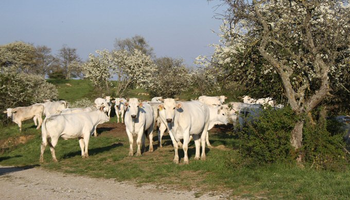 Chianina Cows breeding